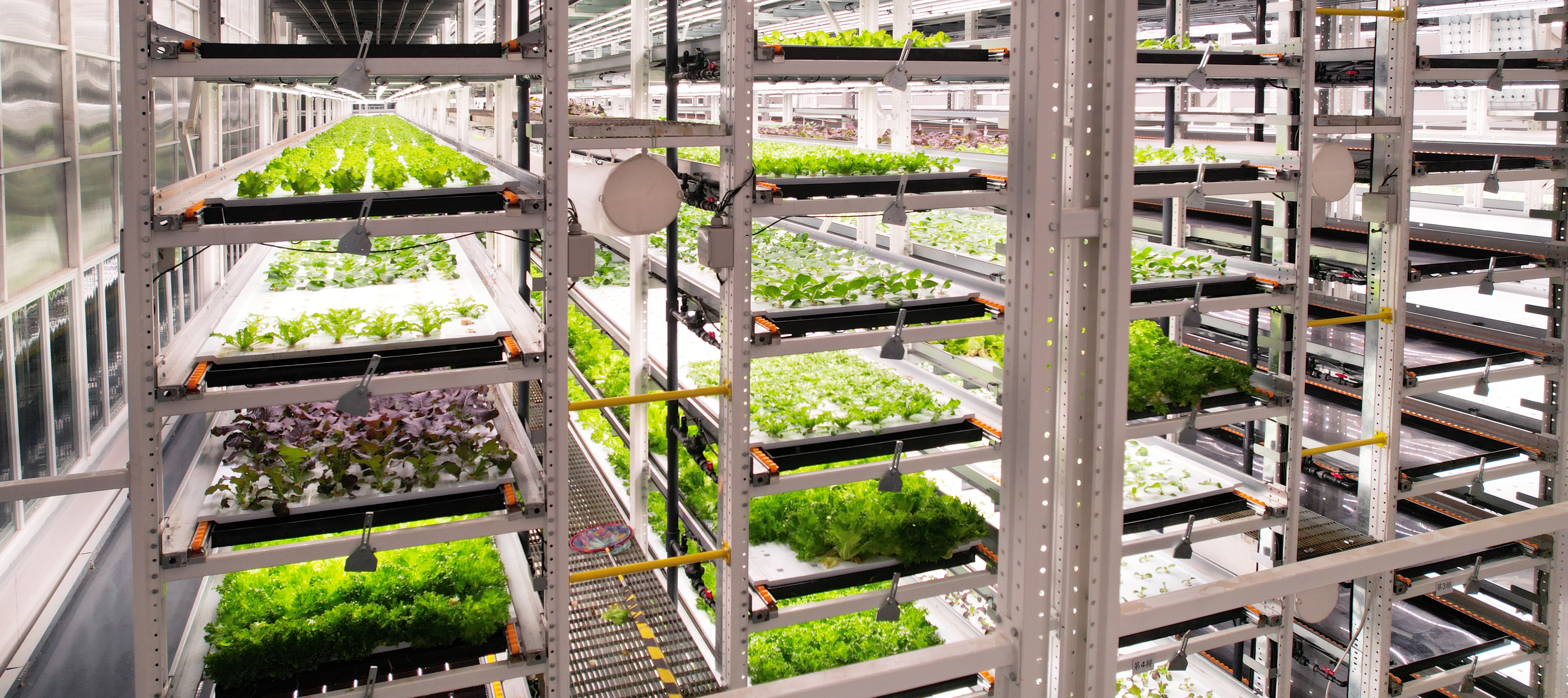 88858cc永利官网植物工厂蔬菜20231206 (2)_看图王.JPG